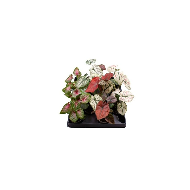 CALADIUM MEZCLA MACETA 6CM Y ALTURA 10CM