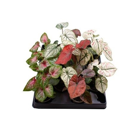 CALADIUM MEZCLA MACETA 6CM Y ALTURA 10CM