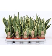 SANSEVIERIA FUTURA SUPERBA MACETA 12CM Y 30CM ALTO