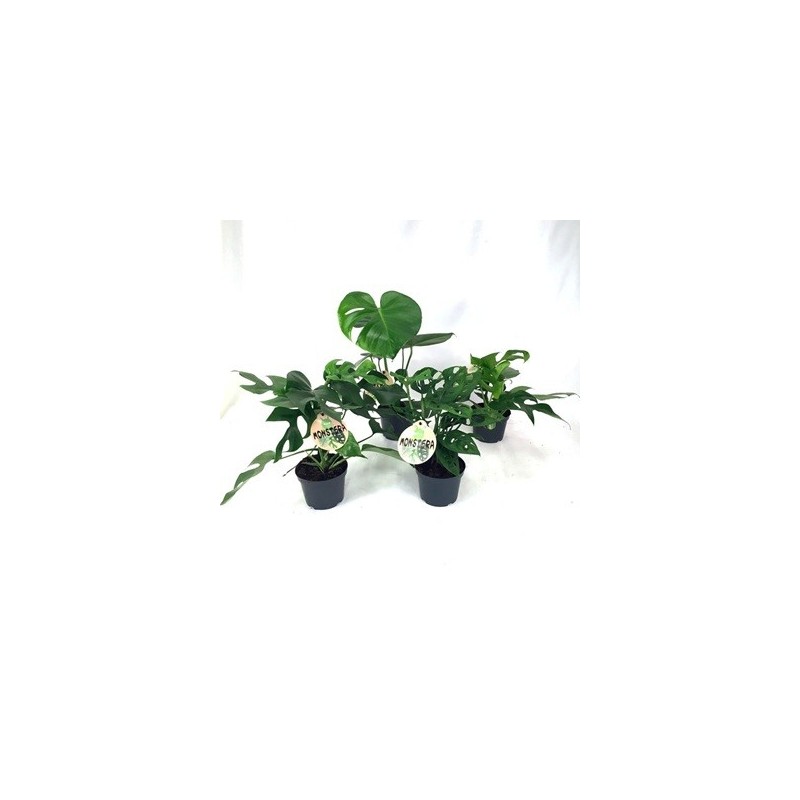 MONSTERA MIX MACETA 12CM