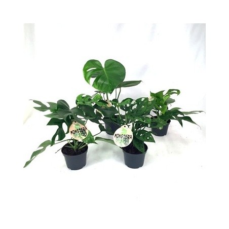 MONSTERA MIX MACETA 12CM