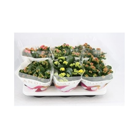 KALANCHOE ALTO 15CM Y MACETA 15CCM