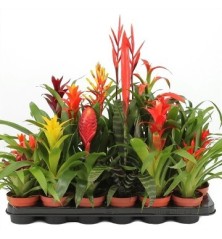 BROMELIA VARIADA ALTO 20-30 Y MACETA 9CM