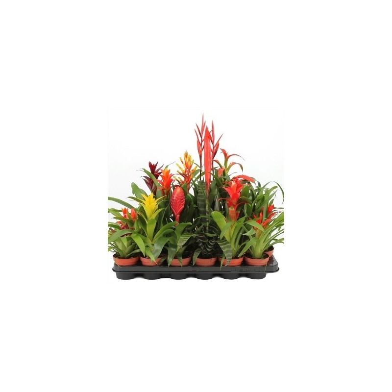 BROMELIA VARIADA ALTO 20-30 Y MACETA 9CM