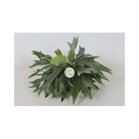 PLATYCERIUM MACETA 17CM