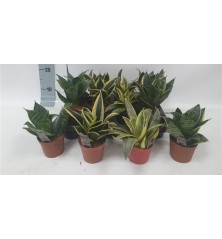 SANSEVIERA MIX ALTURA 15CM Y MACETA 9CM