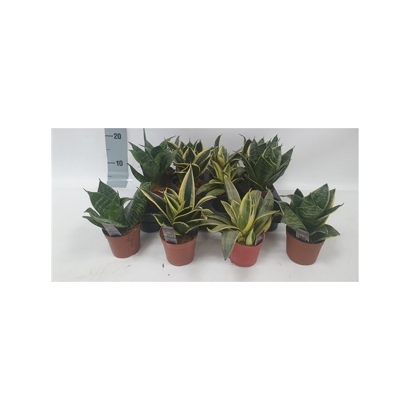 SANSEVIERA MIX ALTURA 15CM Y MACETA 9CM