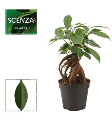 FICUS GINSENG MINI MACETA 7CM
