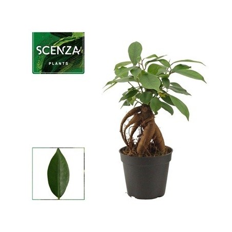 FICUS GINSENG MINI MACETA 7CM