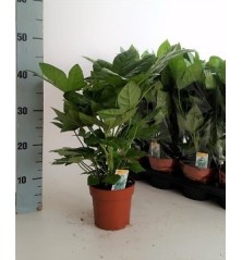 ARALIA JAPONICA MACETA 2,5L