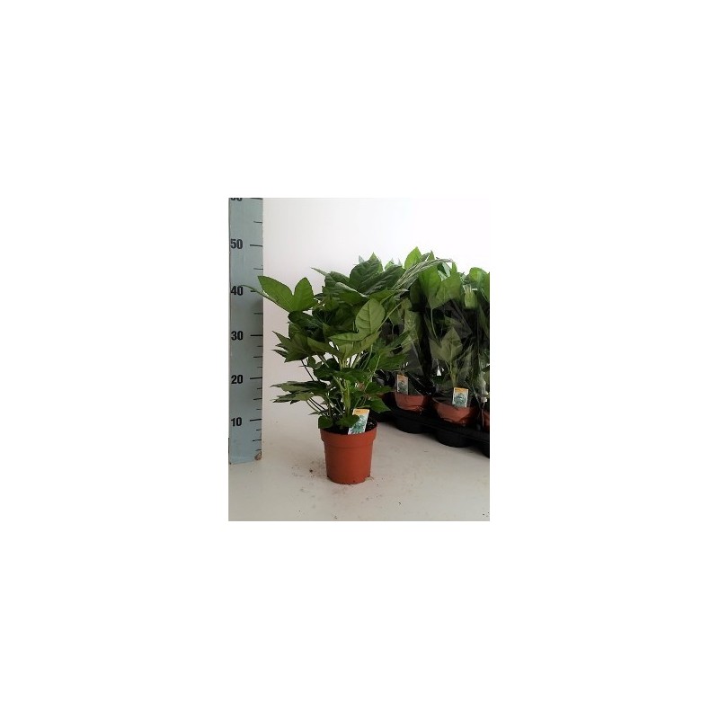 ARALIA JAPONICA MACETA 2,5L
