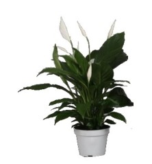 SPATIPHYLLUM MACETA 12CM