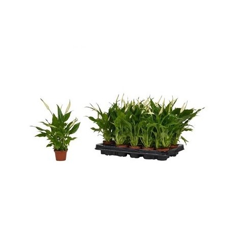 SPATIPHYLLUM CHOPIN ALTO 15CM Y MACETA 6,5CM