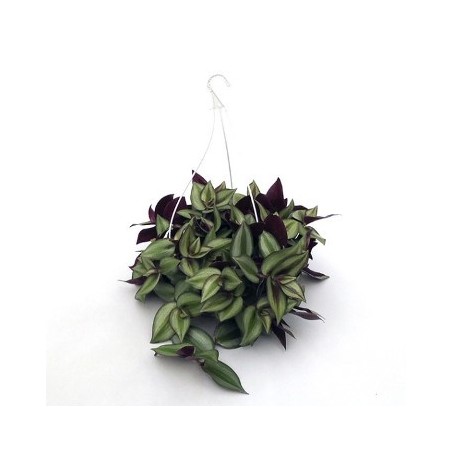 TRADESCANTIA ZEBRINA TARRINA 1,6L