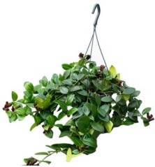 AESCHYNANTHUS MONA LISA T15