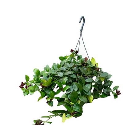 AESCHYNANTHUS MONA LISA T15