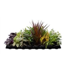 PLANTA INTERIOR MIX MACETA 11CM