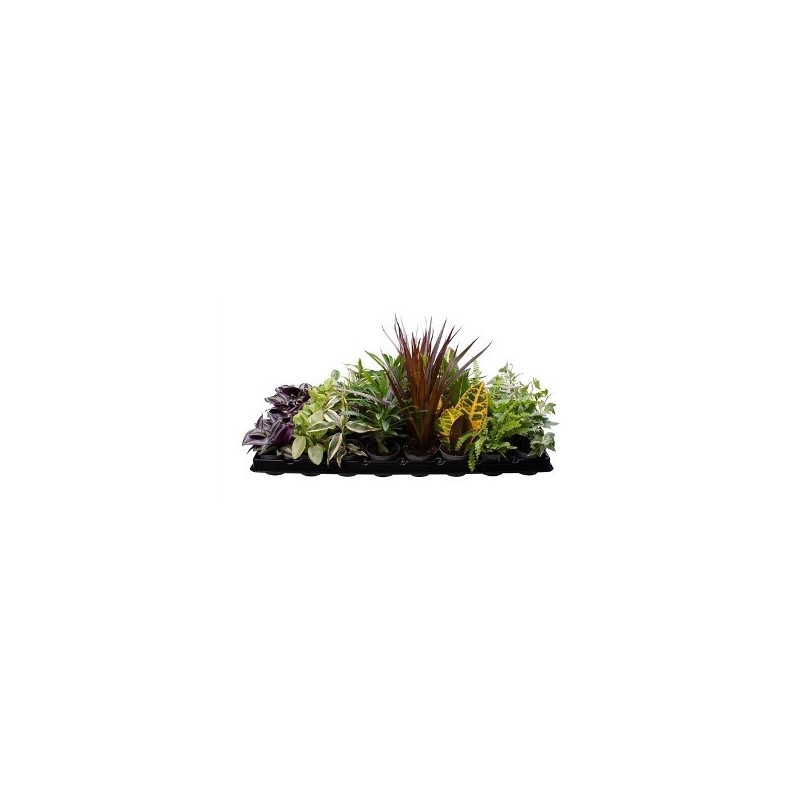 PLANTA INTERIOR MIX MACETA 11CM