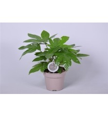 ARALIA JAPONICA ALTURA 40-50CM Y MACETA 17CM