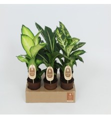 DIEFFENBACHIA MIX ALTURA 25CM Y MACETA 12CM