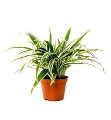 CLOROPHYTUM CINTA COLGANTE MACETA 15CM