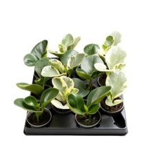 PEPEROMIA OBTUSIFOLIA MINI MIX MACETA 6CM