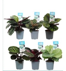 CALATHEA MIX VARIEDADES ALTO 20-30CM Y MACETA 12CM