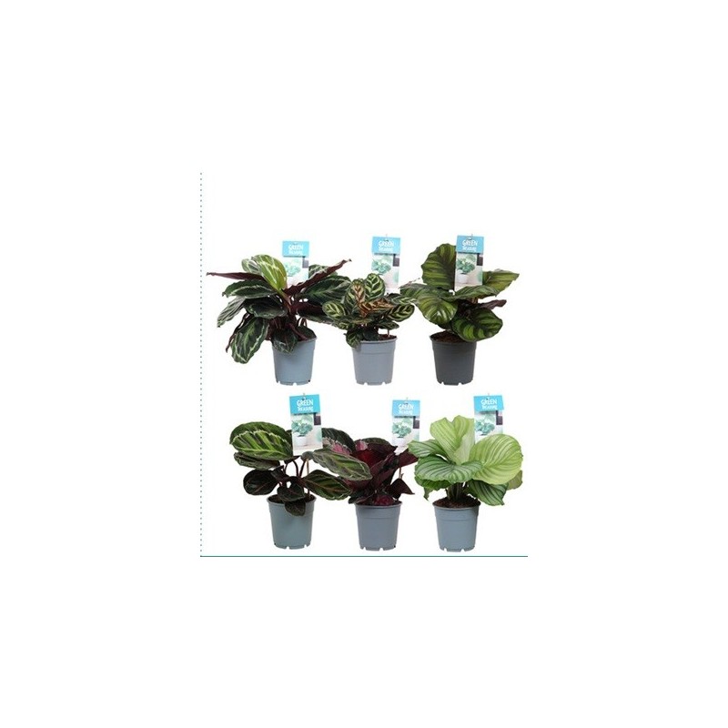 CALATHEA MIX VARIEDADES ALTO 20-30CM Y MACETA 12CM