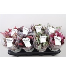 CALATHEA MAKOYANA CON MACETA DECORATIVA 12CM