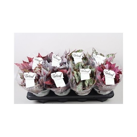 CALATHEA MAKOYANA CON MACETA DECORATIVA 12CM