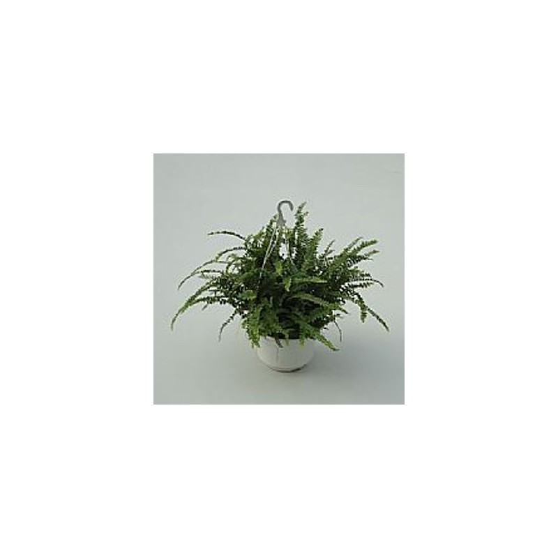 HELECHO CORDIFOLIA DUFFI 1,5L