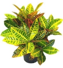 CROTON PETRA ALTO DE 40CM Y MACETA 17CM