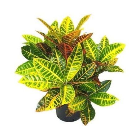 CROTON PETRA ALTO DE 40CM Y MACETA 17CM