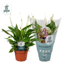 SPATIPHYLLUM CUPIDO MACETA 15CM