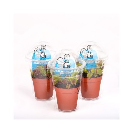 CARNIVORA DIONAEA MACETA 5,5CM