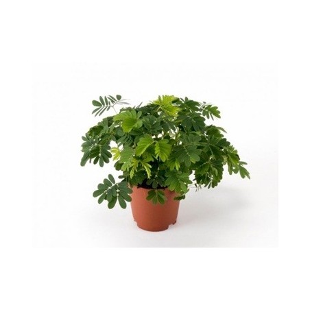MIMOSA PUDICA MINI MACETA 5,5CM