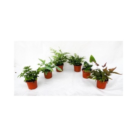 HELECHOS VARIADOS MACETA 8.5CM UDS