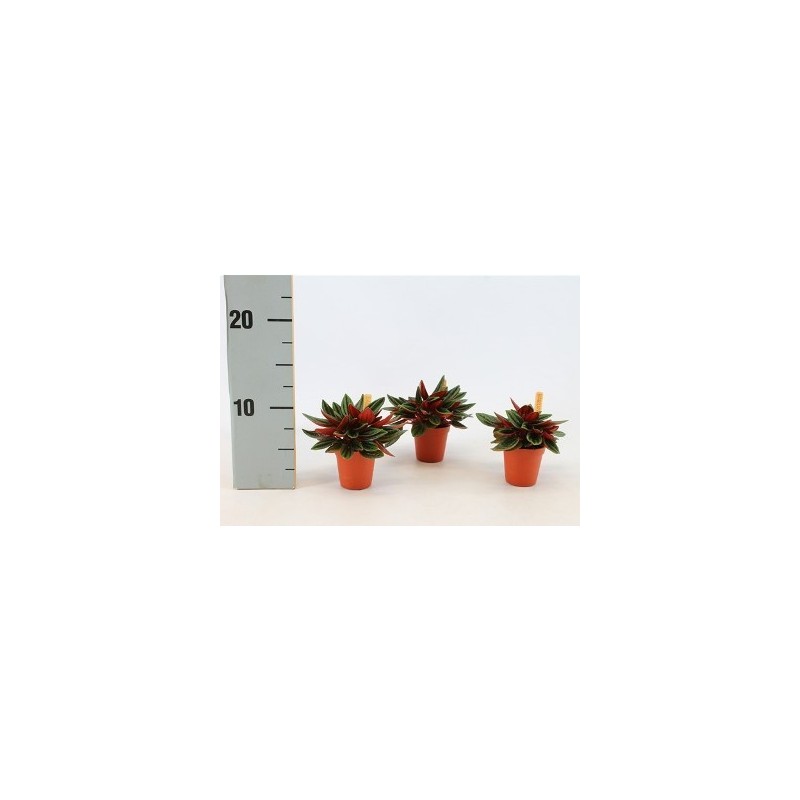 PEPEROMIA ROSSO BAMBINO MACETA 5,5CM