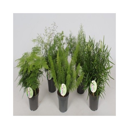 ESPARRAGUERA MEZCLA MACETA 12CM