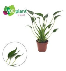 ALOCASIA TINY DANCERS MACETA 12CM