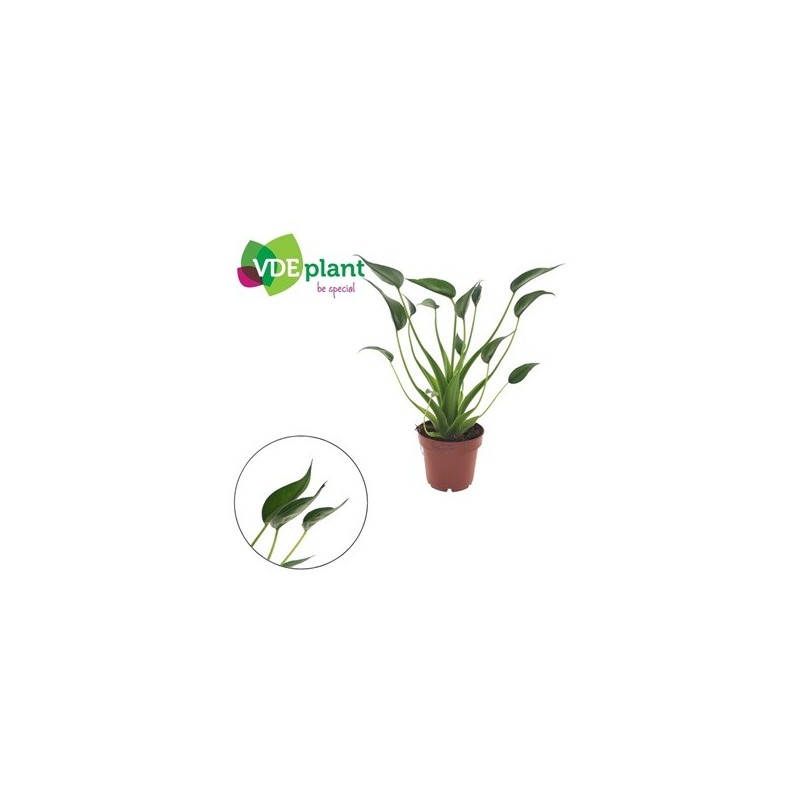 ALOCASIA TINY DANCERS MACETA 12CM