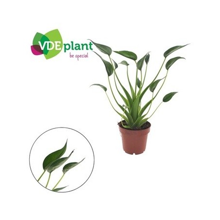 ALOCASIA TINY DANCERS MACETA 12CM