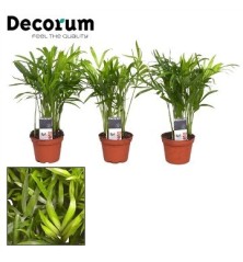 CHAMAEDOREA ELEGANS ALTO 25CM Y MACETA 9CM