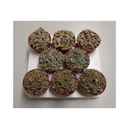 LITHOPS O CACTUS PIEDRA MACETA 8,5CM