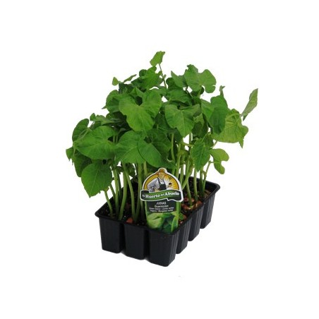 JUDIA MATA BAJA PRODUCTO NATURAL BANDEJA 6 PLANTON