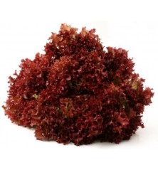 LECHUGA LOLLO ROSSO B6