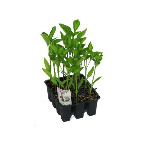 PIMIENTO ASAR BRASA  BANDEJA 12UDS