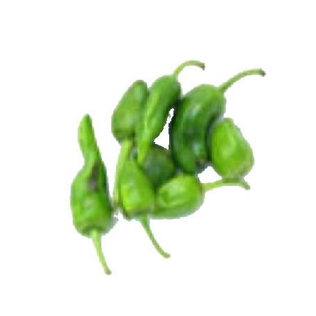 PIMIENTO PADRON BANDEJA 6 PLANTONES