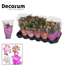 SCHLUMBERGERA COLORES MACETA 9CM Y ALTURA 10-15CM