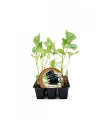 BERENJENA REDONDA NEGRA PRODUCTO NATURAL B. 6UDS
